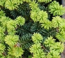 Jodła balsamiczna Nana Abies balsamea 9