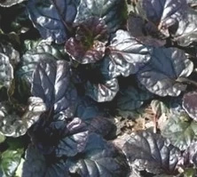 Dąbrówka rozłogowa Black Scallop Ajuga Reptans