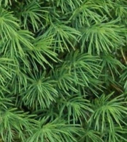 Świerk Biały Conica Picea Glauca 9