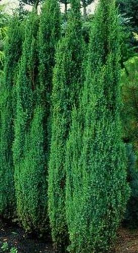 Jałowiec pospolity Arnold Juniperus communis 9-1l