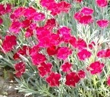 Goździk siny Rubin Dianthus gratian. 9