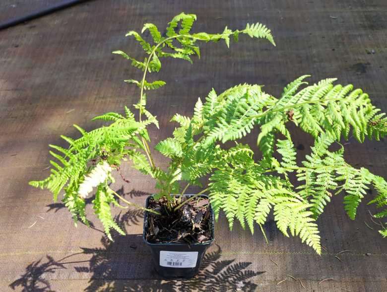 Athyrium filix-femina Rotstiel