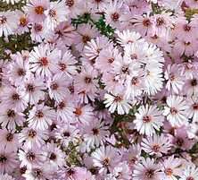 Aster nowoangielski Kylie Aster novi-angliae 9