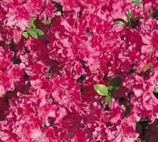 Azalia japońska Noriko Azalea japonicum 1l