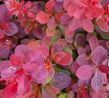 Berberys Thunberga Vulcano® Berberis Thunbergii 1l