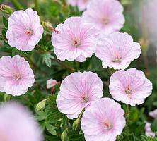 Bodziszek czerwony Apfelblute Geranium Sanguineum var. Striatum 1l