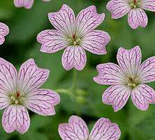 Bodziszek różnobarwny Geranium Versicolor 9