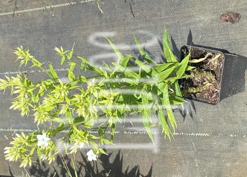 Floks, Płomyk Early White Phlox Paniculata 9