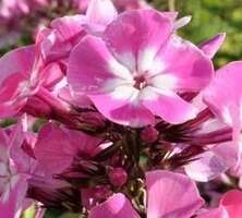 Floks, Płomyk Pink Eye Flame Phlox Paniculata 9