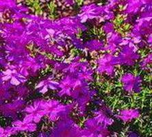 Floks szydlasty Red Wings Phlox Subulata 9