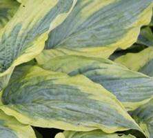 Funkia Alvatine Taylor Hosta 2l