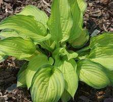 Funkia Midwest Magic Hosta  2l