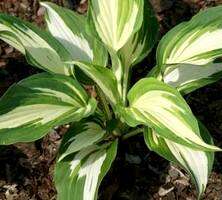 Funkia Night Before Christmas Hosta 1l