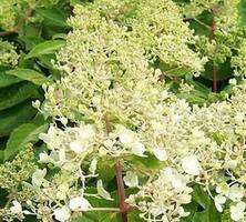 Hortensja bukietowa Kyushu Hydrangea paniculata 1l