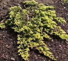 Jałowiec płożący Golden Carpet Juniperus horizontalis 9