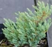 Jałowiec płożący Grey Pearl Juniperus horizontalis 9