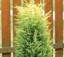 Jałowiec pospolity Gold Cone Juniperus communis1l