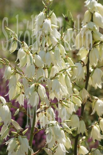 Juka srebrzysta Yucca glauca 2-3l