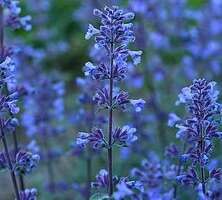 Kocimiętka Purrsian Blue Nepeta 9