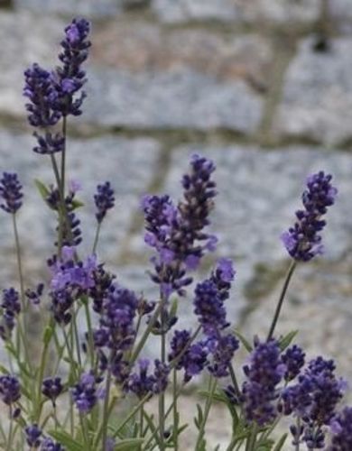 Lawenda wąskolistna Blue Scent Lavandula Angustifolia 9