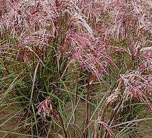 Miskant Chiński Serengeti Miscanthus Sinensis1l