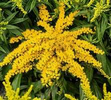 Nawłoć Golden Dwarf Solidago 1l