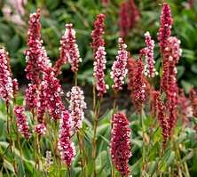 Rdest Donald Lowndes Persicaria affinis 1l