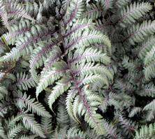 Wietlica japońska Silver Falls Athyrium Niponicum 9