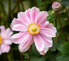 Zawilec Garden Breeze Whirlwind Pink Anemone Hybrida 9