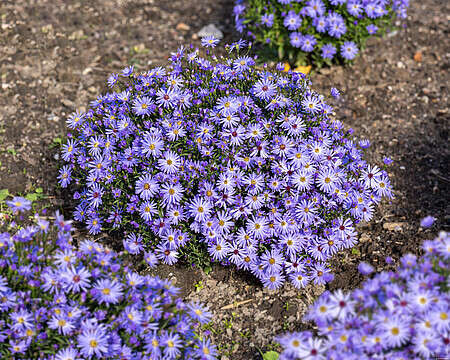 Aster sercolistny Little Carlow Aster cordifolius 9