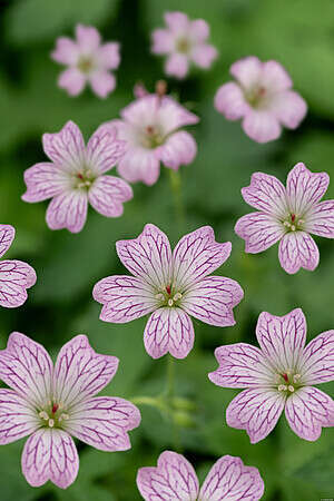 Bodziszek różnobarwny Geranium Versicolor 9