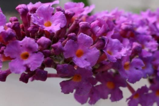 Budleja Free Petite Dark Pink Buddleja hybryda1l