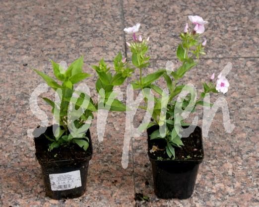 Floks, Płomyk Flame Pro Soft Pink Phlox Paniculata 9