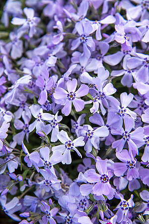 Floks Szydlasty Benita Phlox subulata 9