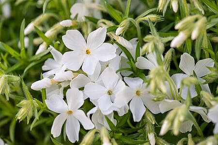 Floks szydlasty Maischnee Phlox subulata 9