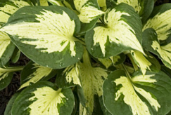 Funkia Revolution Hosta 1l