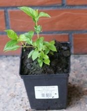 Hortensja bukietowa Petite Star Hydrangea paniculata 1l