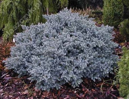 Jałowiec łuskowaty Blue Star Juniperus Squamata 1l