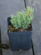 Jałowiec płożący Grey Pearl Juniperus horizontalis 9