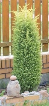 Jałowiec pospolity Gold Cone Juniperus communis1l