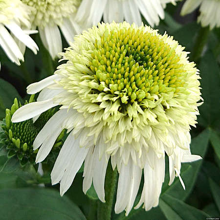 Jeżówka Delicious Nougat  Echinacea 9