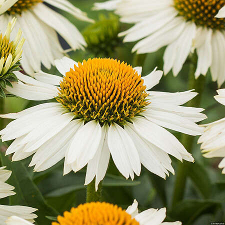 Jeżówka Meditation White Echinacea 1l