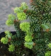 Jodła balsamiczna Nana Abies balsamea 9