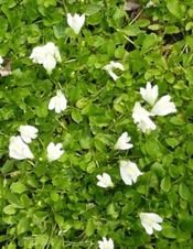 Mazus rozłogowy Alba Mazus reptans