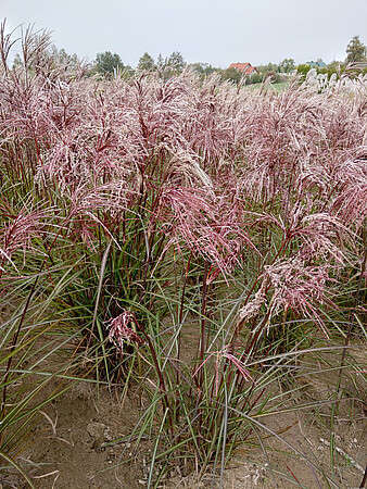 Miskant Chiński Serengeti Miscanthus Sinensis1l