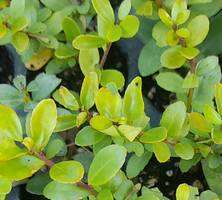 Ostrokrzew karbowanolistny Dark Green Ilex crenata 1l