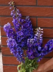 Ostróżka Magic Fountain Dark Blue Black Bee Delphinium cultorum 9 -1l