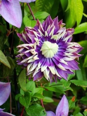 Powojnik Tajga Clematis 1l