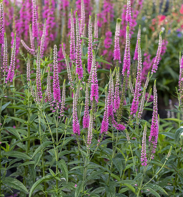 Przetacznik Kłosowy Anne Veronica Spicata 9 