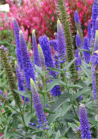 Przetacznik długolistny First Glory Veronica Longifolia 9